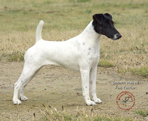 Fox Terrier 9P011D-093.JPG